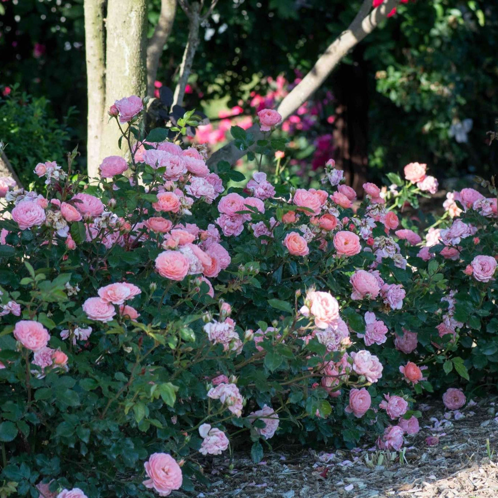 Apricot Drift Rose plant with pink blooms in a garden shrub from Live Good Logistics on Tampa Home & Garden Store