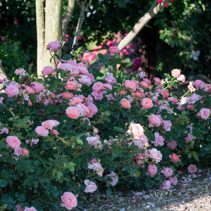 Apricot Drift Rose plant with pink blooms in a garden shrub from Live Good Logistics on Tampa Home & Garden Store