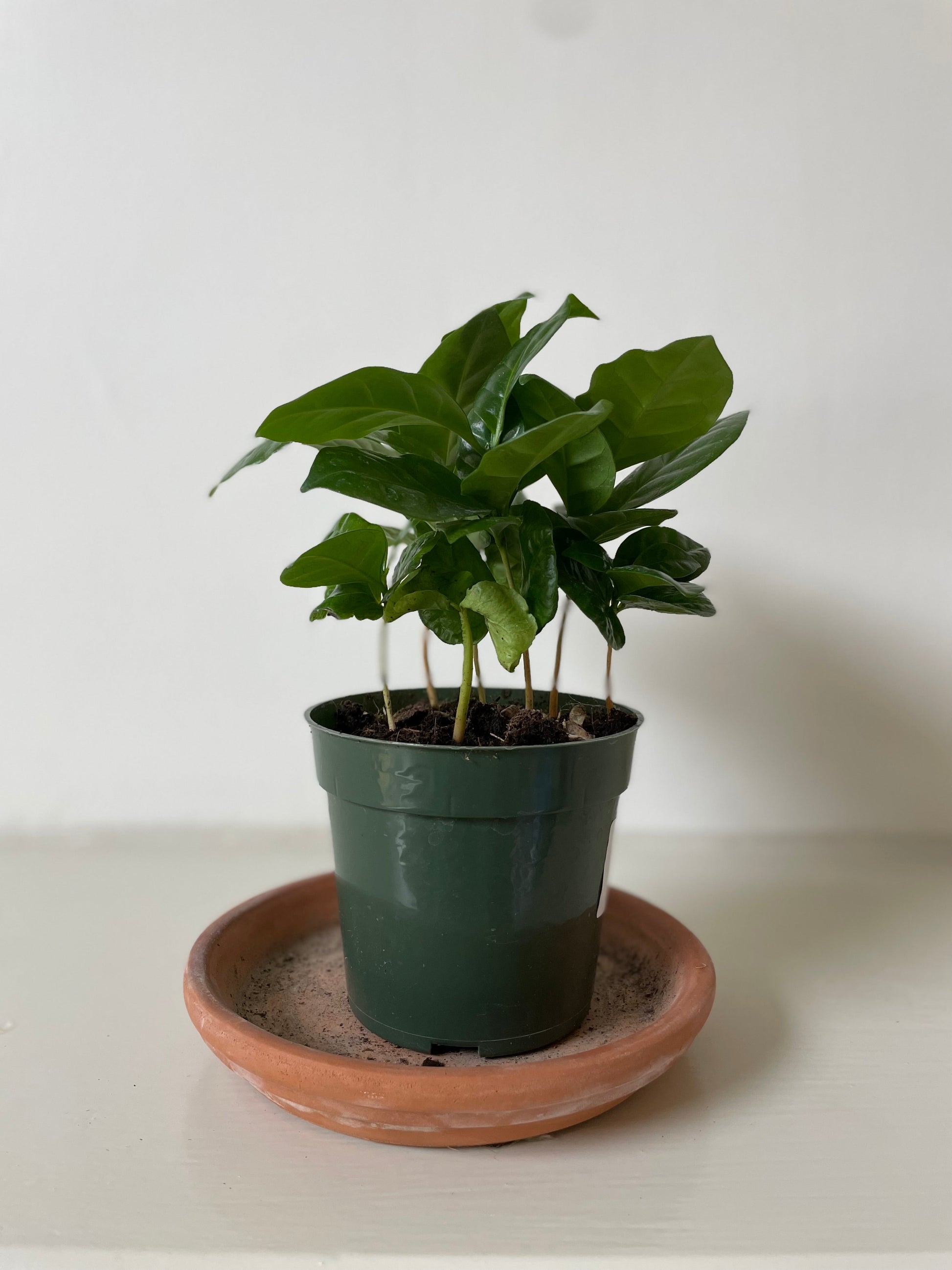 Arabica Coffee - Tampa Home & Garden Store