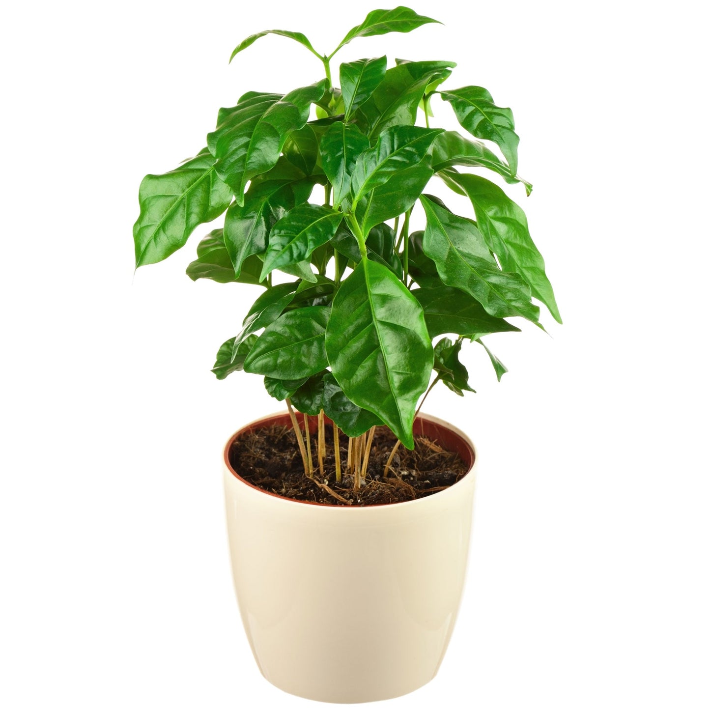 Arabica Coffee Plant with glossy green leaves in a white pot on Tampa Home & Garden Store