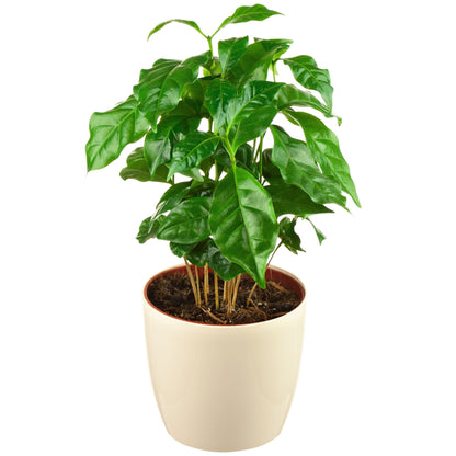 Arabica Coffee Plant with glossy green leaves in a white pot on Tampa Home & Garden Store