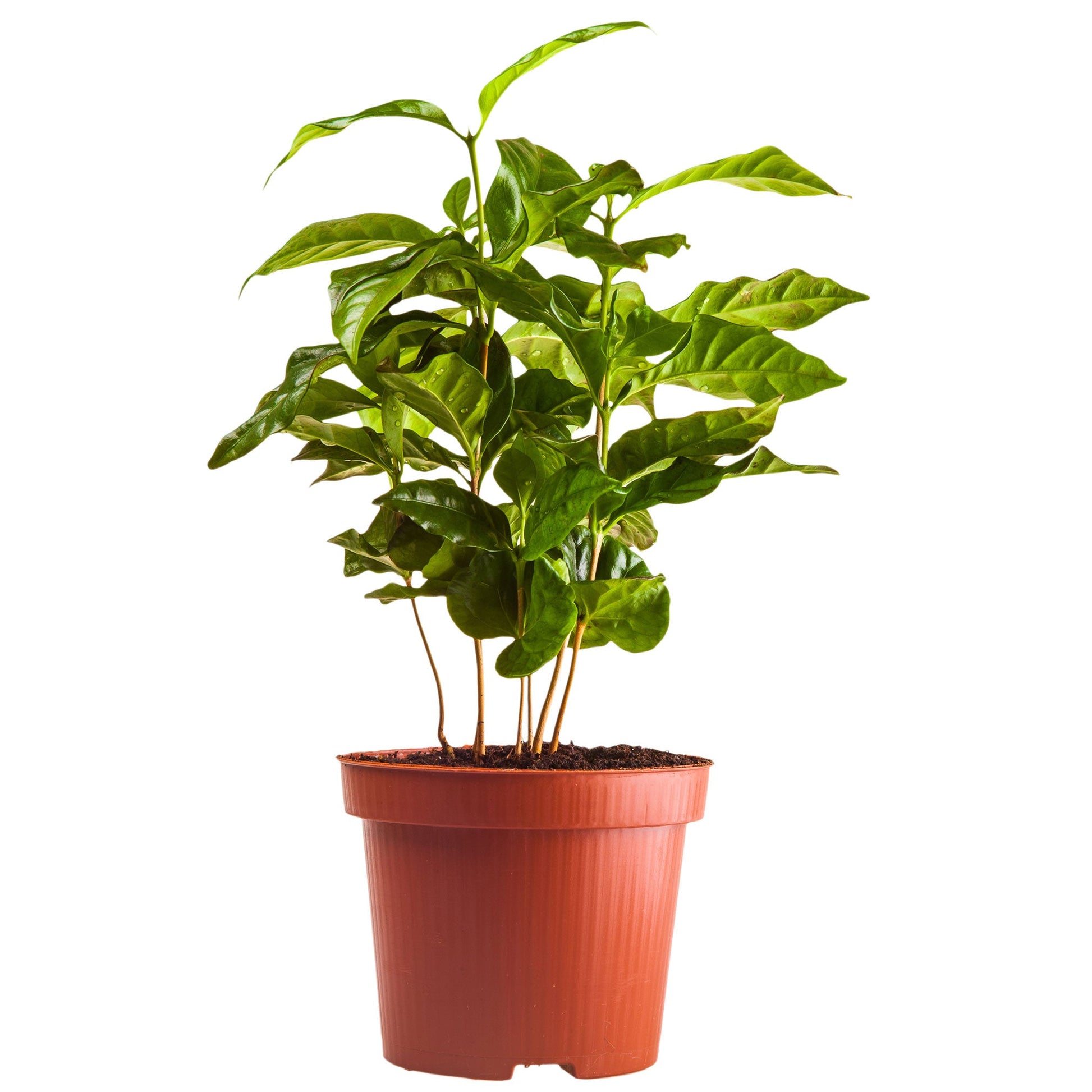 Arabica Coffee Plant in red pot with glossy green leaves Live Good Logistics indoor/outdoor plant on Tampa Home & Garden Store
