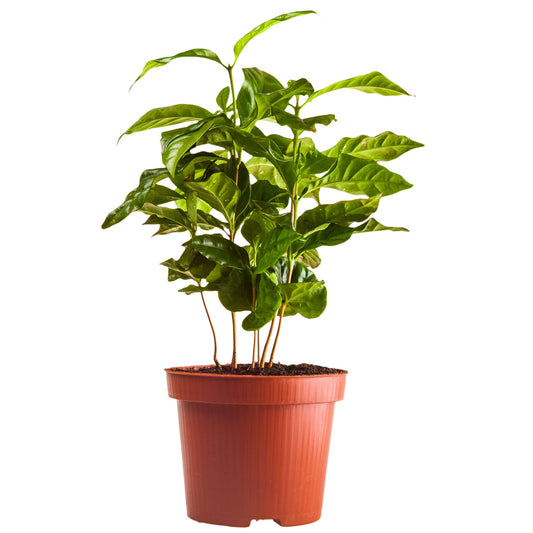 Arabica Coffee Plant in red pot with glossy green leaves Live Good Logistics indoor/outdoor plant on Tampa Home & Garden Store