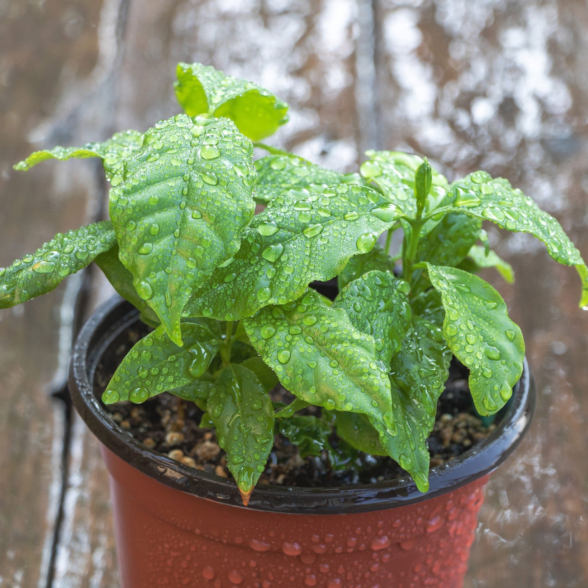 Arabica Coffee Plant with glossy green leaves and dew in a terracotta pot Live Good Logistics on Tampa Home & Garden Store