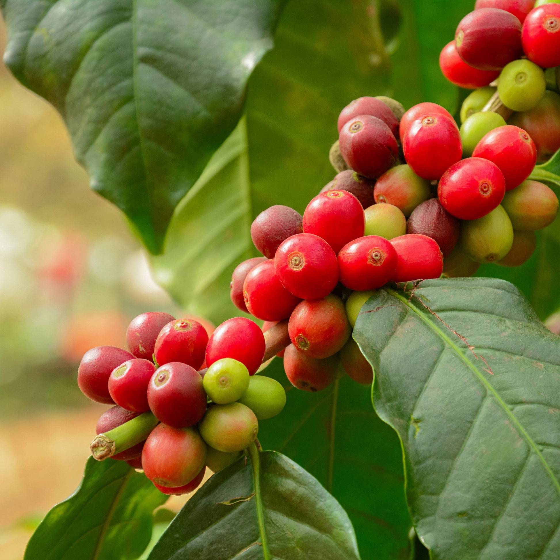 Arabica coffee plant with red and green coffee cherries on glossy green leaves on Tampa Home & Garden Store