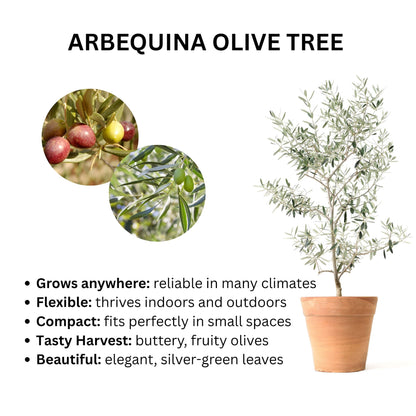 Arbequina Olive Tree plant in a terracotta pot with silver-green leaves by Live Good Logistics on Tampa Home & Garden Store