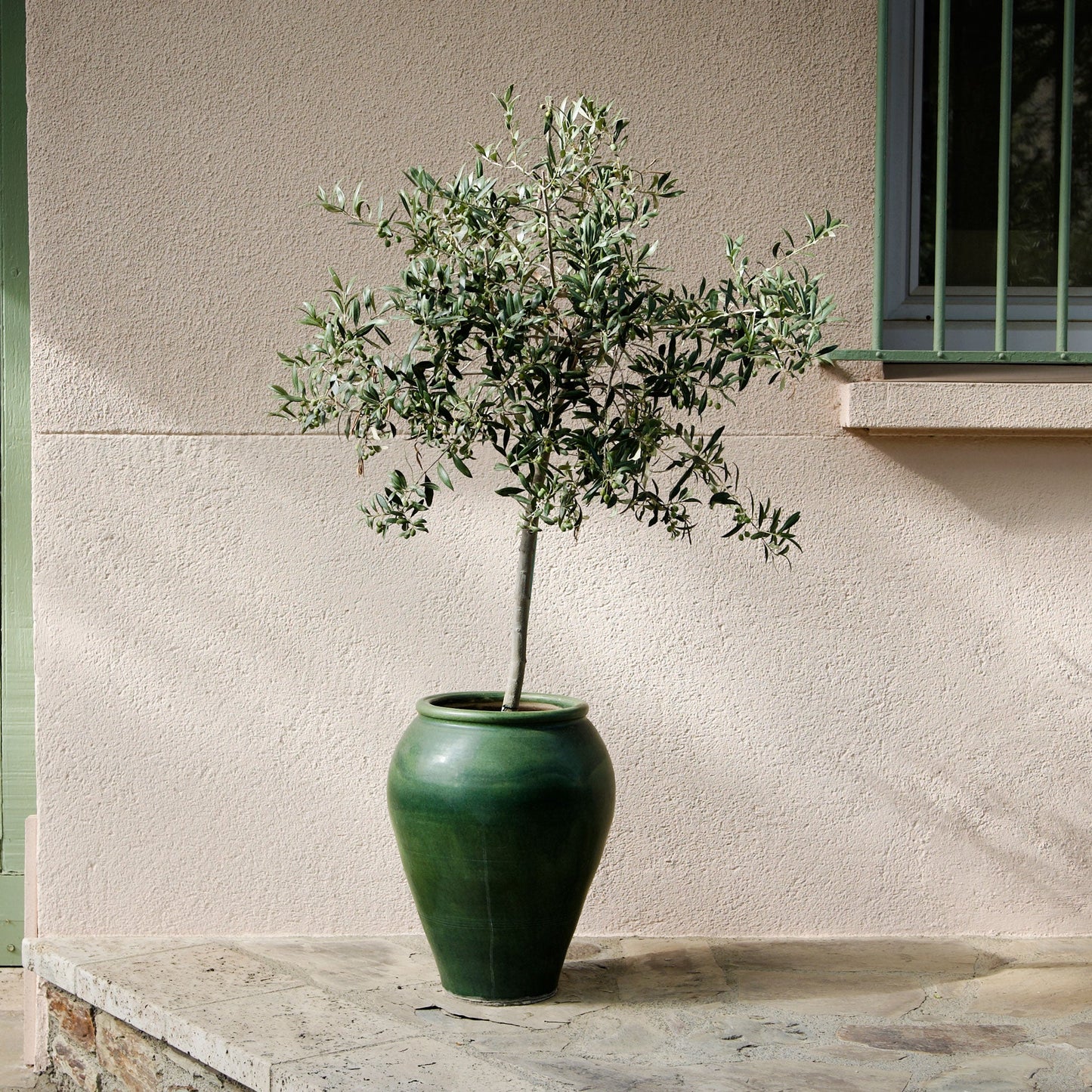 Arbequina olive tree plant in a green ceramic pot on exterior steps by a beige wall on Tampa Home & Garden Store