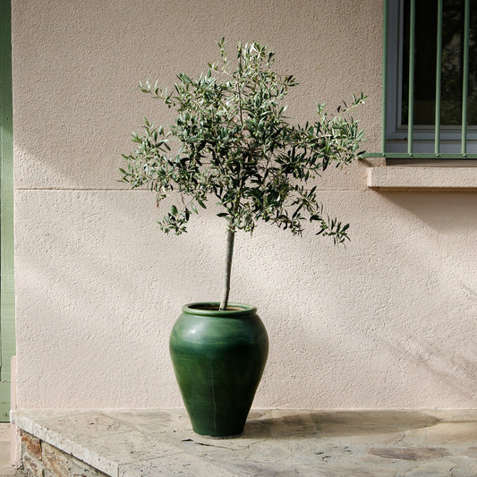 Arbequina olive tree plant in a green ceramic pot on exterior steps by a beige wall on Tampa Home & Garden Store