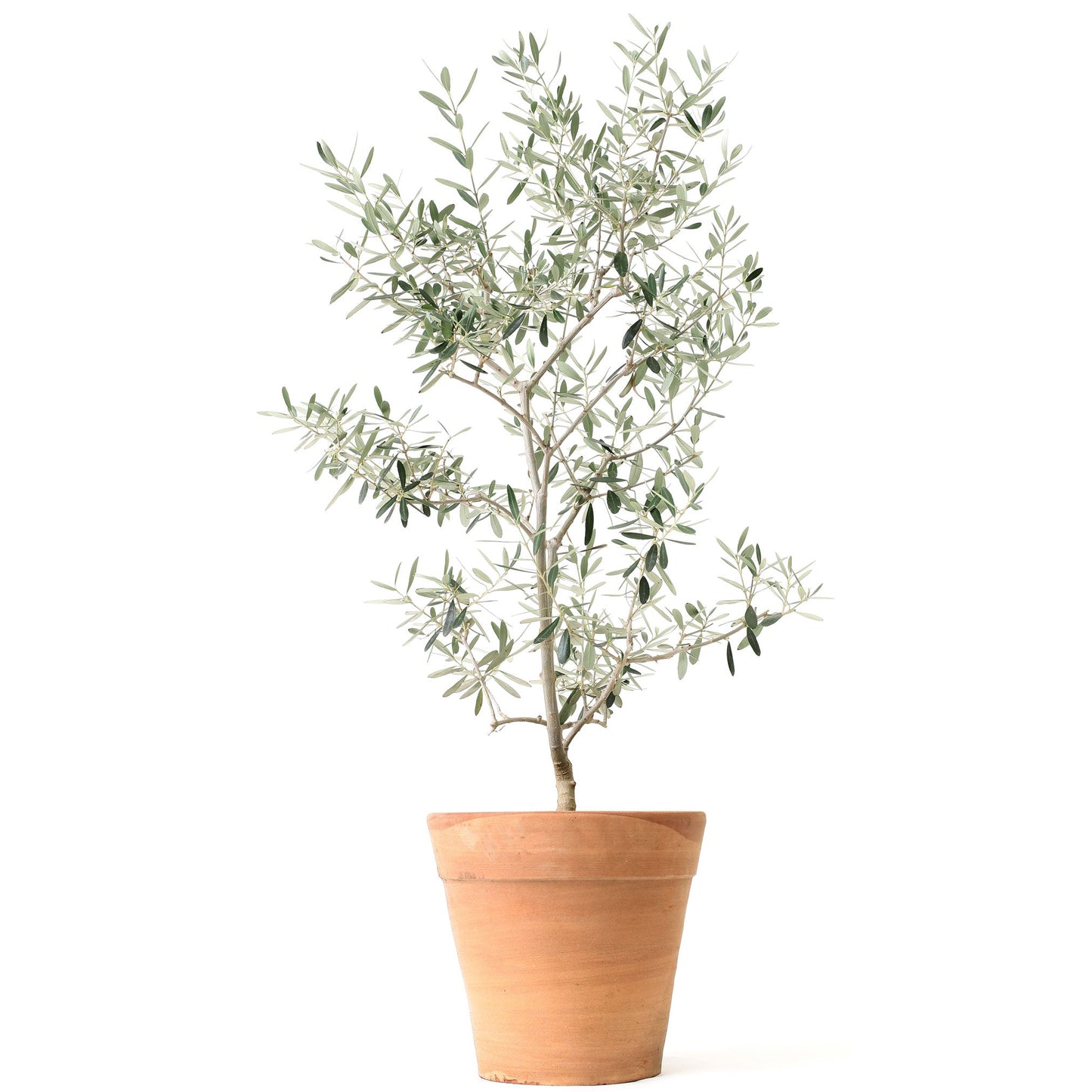 Arbequina olive tree plant in a terracotta pot with slender silvery-green leaves on Tampa Home & Garden Store