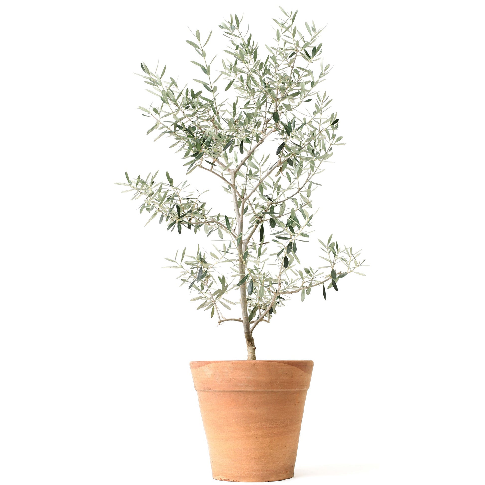 Arbequina olive tree plant in a terracotta pot with slender silvery-green leaves on Tampa Home & Garden Store