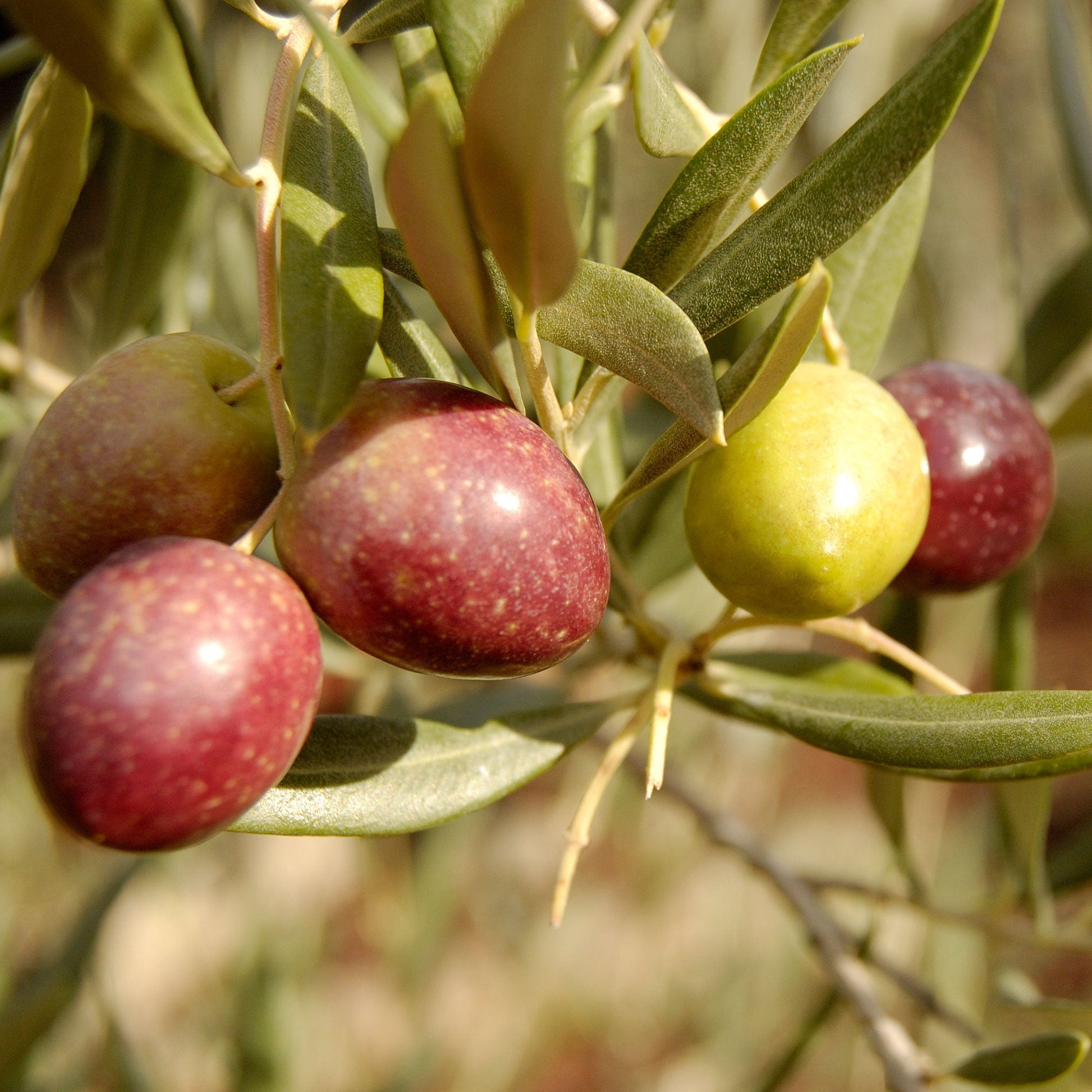 Arbequina Olive Tree plant with green to purple olives and leaves on Tampa Home & Garden Store