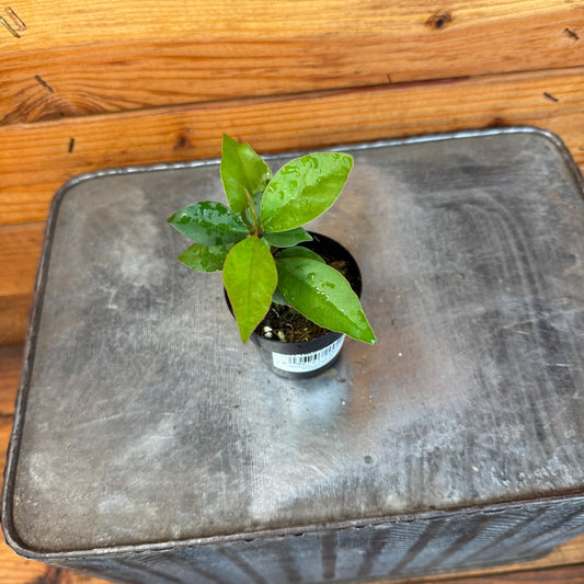 Ardisia humilis, 2" Plant - Tampa Home & Garden Store