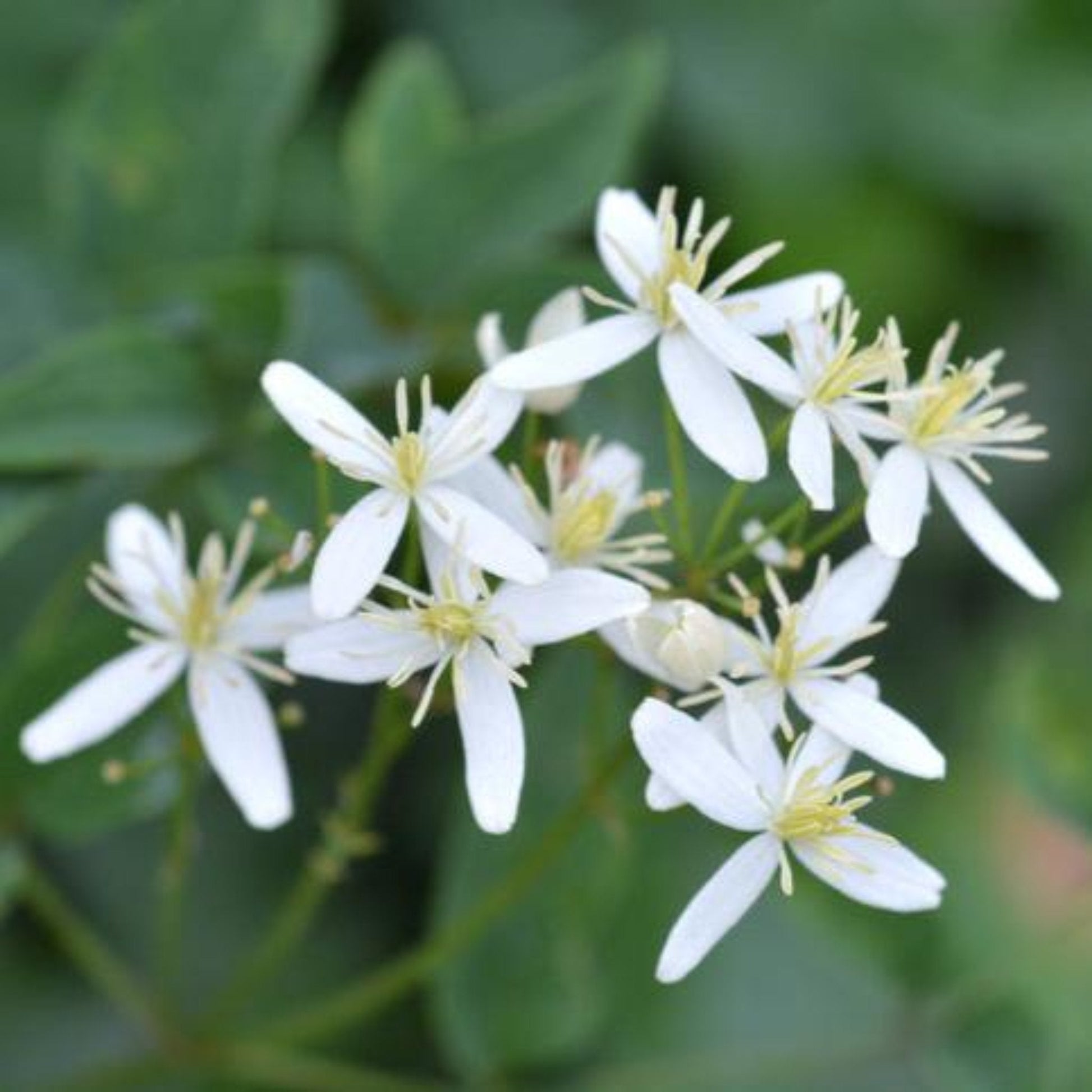 Armandii Snowdrift Clematis with white star-like blooms and yellow centers; outdoor plant on Tampa Home & Garden Store