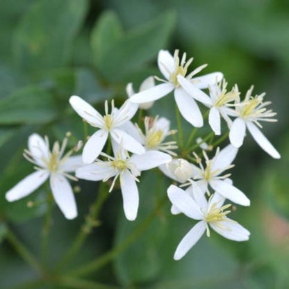 Armandii Snowdrift Clematis with white star-like blooms and yellow centers; outdoor plant on Tampa Home & Garden Store