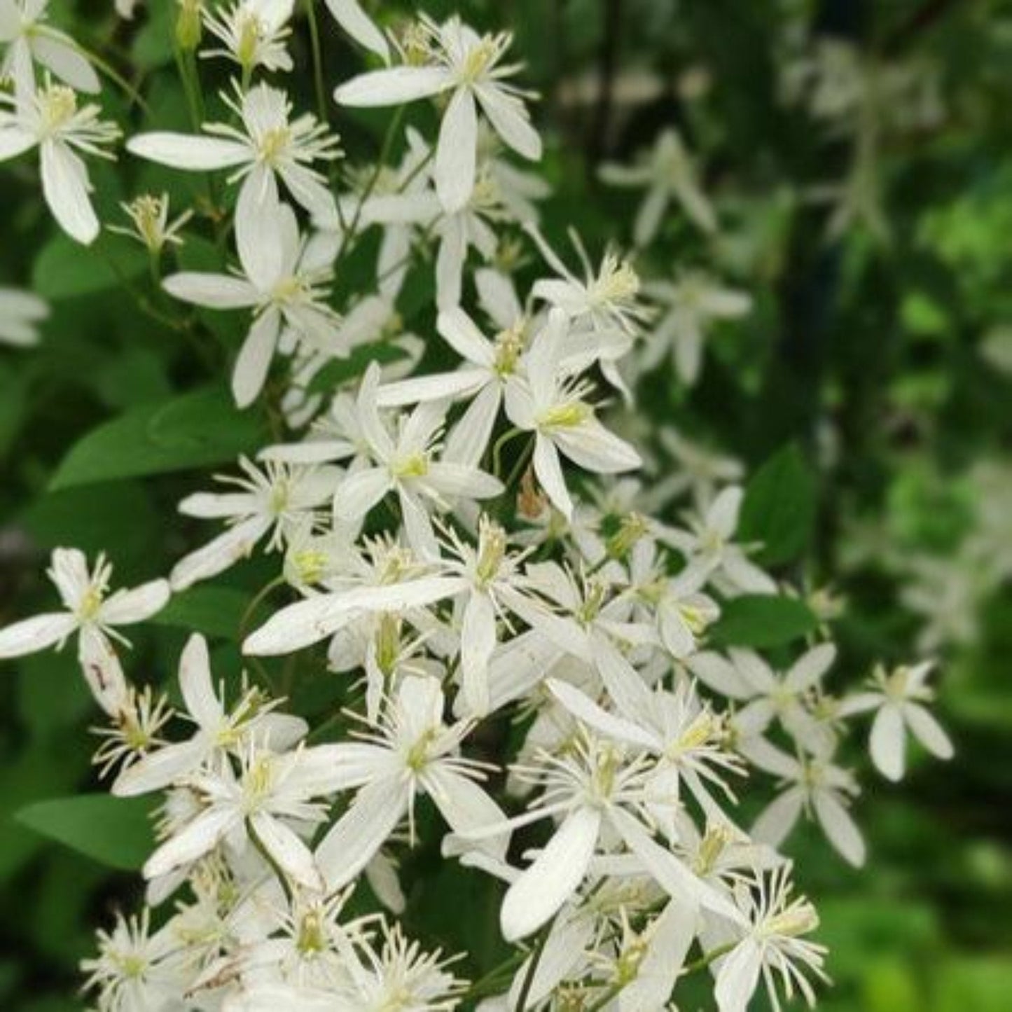 Armandii Snowdrift Clematis plant with white star-shaped flowers on Tampa Home and Garden Store