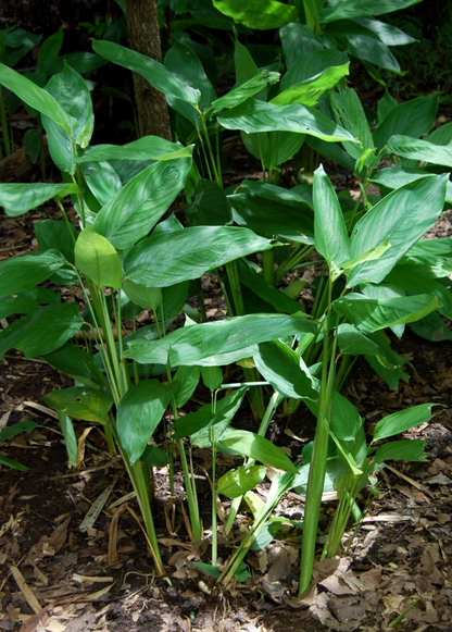 Arrowroot (Maranta arundinacea) - Tampa Home & Garden Store