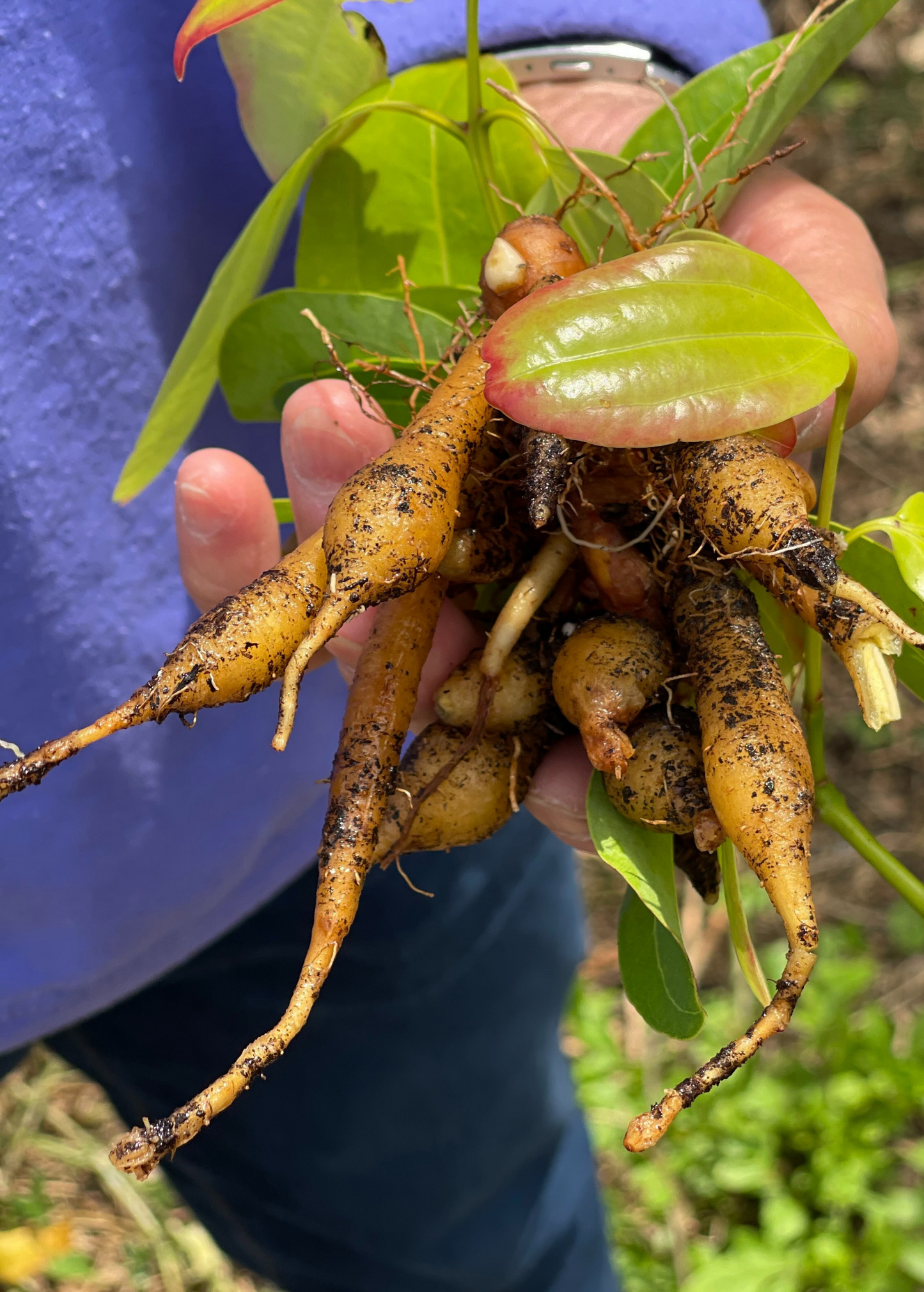 Arrowroot (Maranta arundinacea) - Tampa Home & Garden Store