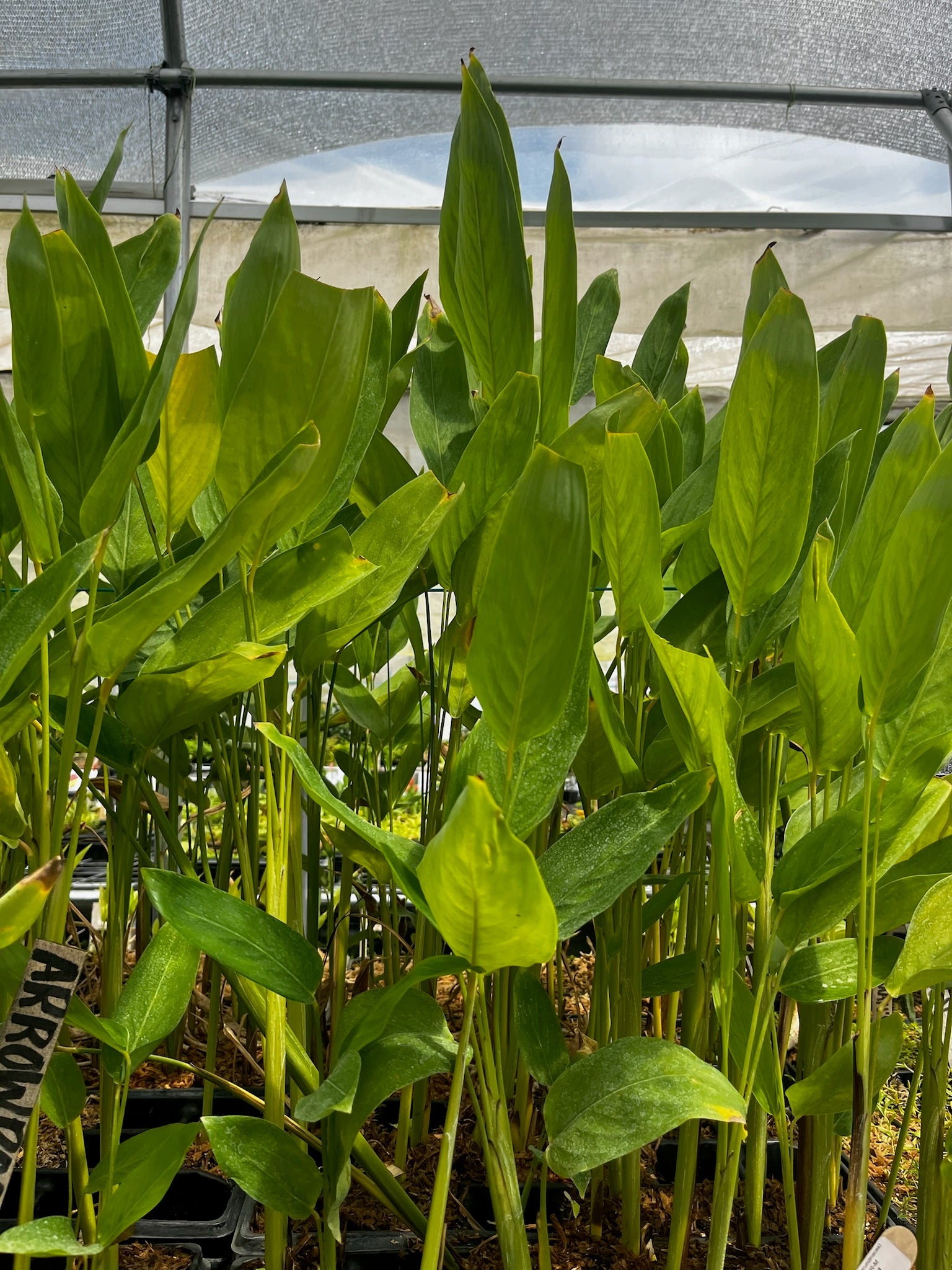 Arrowroot (Maranta arundinacea) - Tampa Home & Garden Store
