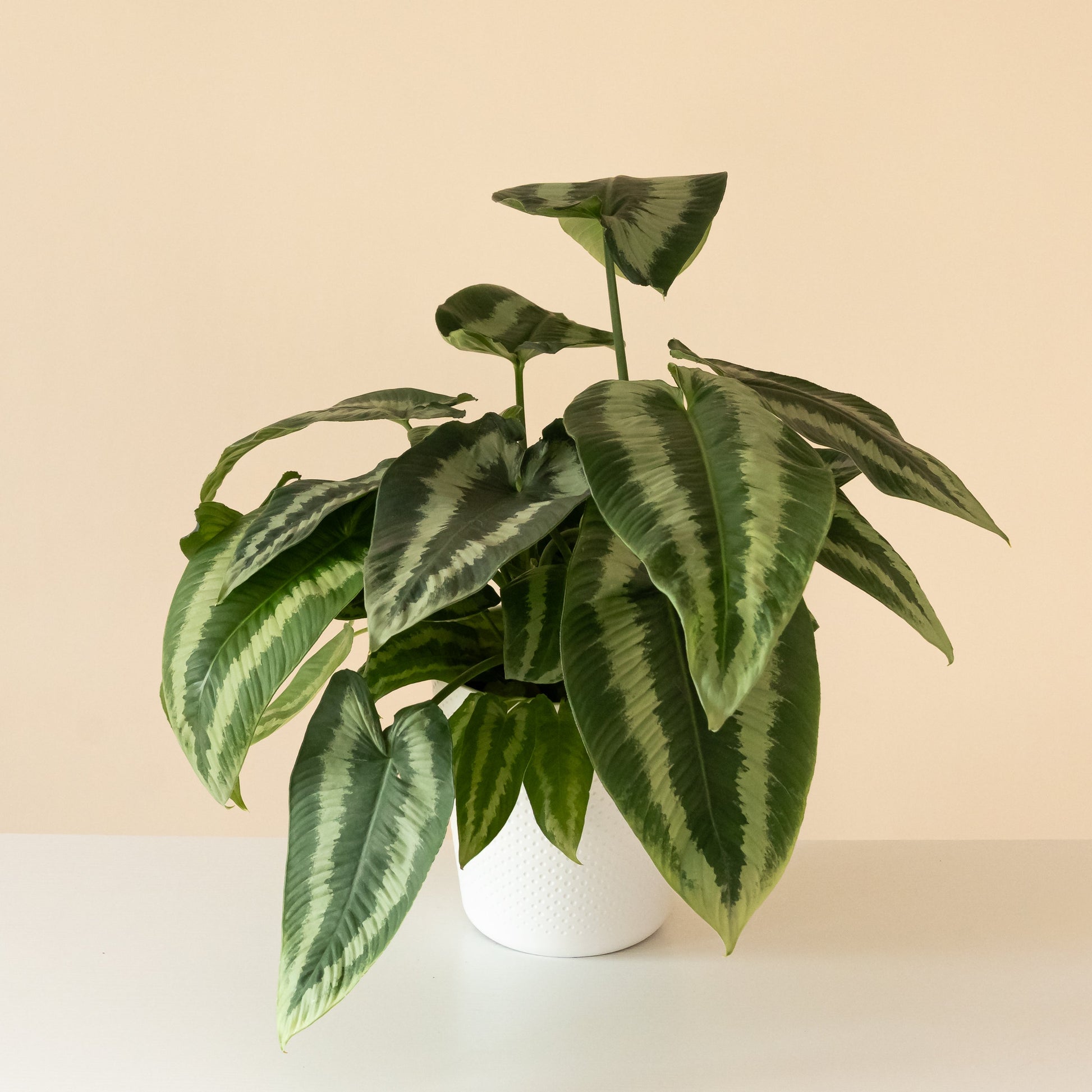 Art Deco™ Gothic™ - Tampa Home & Garden Store