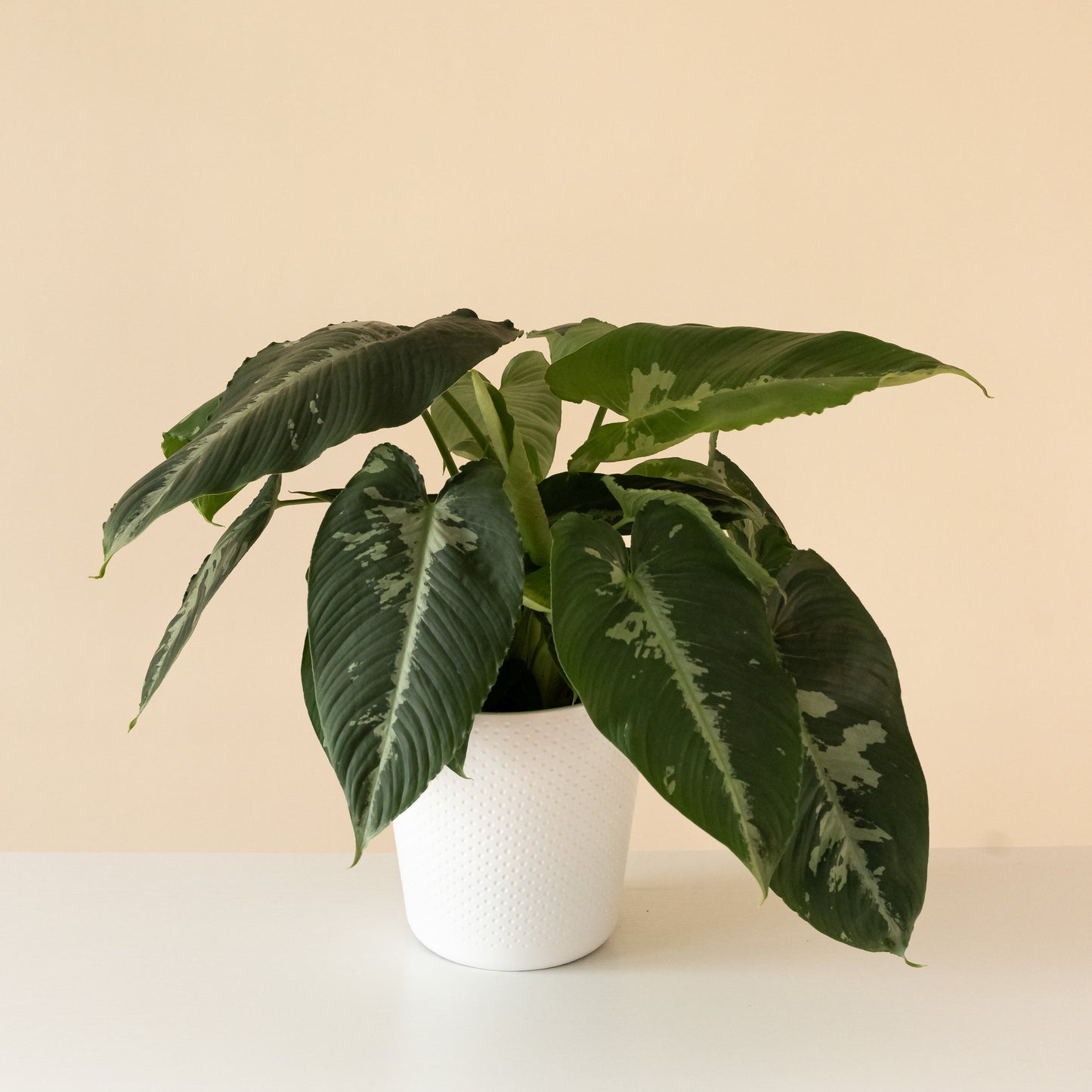 Art Deco™ Rivera™ - Tampa Home & Garden Store