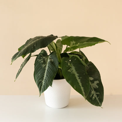 Art Deco™ Rivera™ - Tampa Home & Garden Store