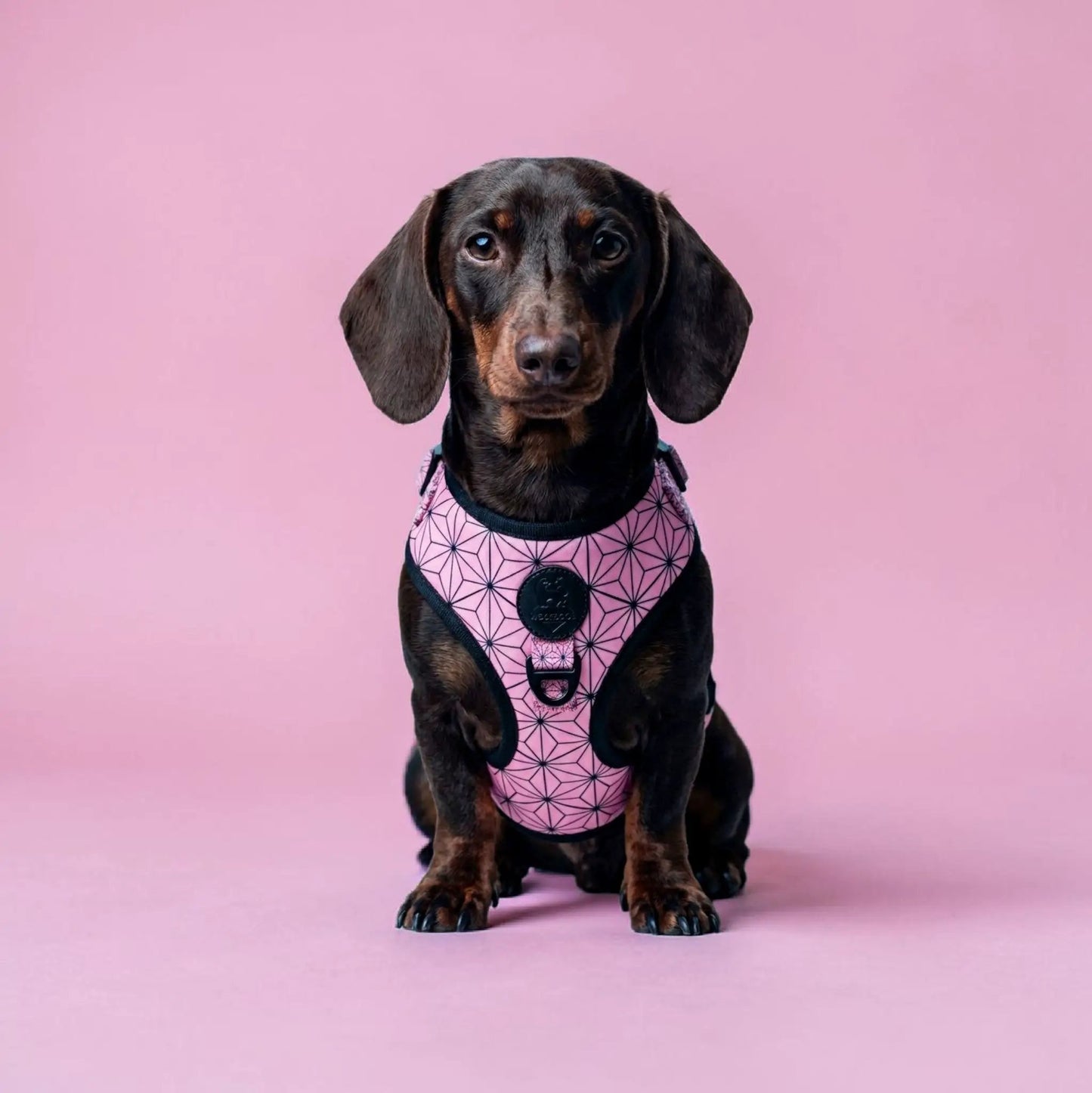 Asanoha Harness with Pink Geometric Pattern pink dog harness by WOLFDOGE on a dachshund on Tampa Home & Garden Store
