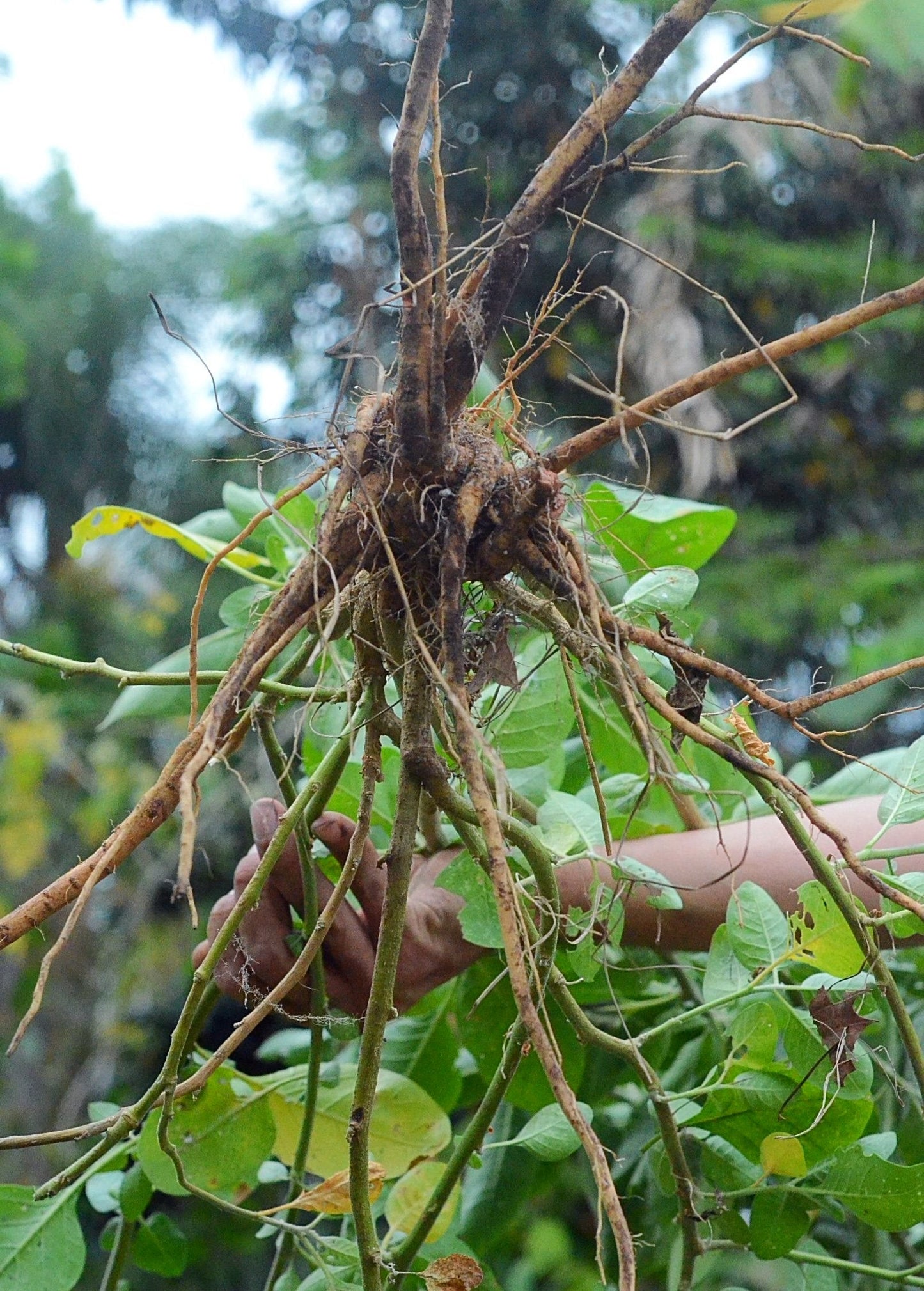 Ashwagandha (Withania somnifera) - Tampa Home & Garden Store