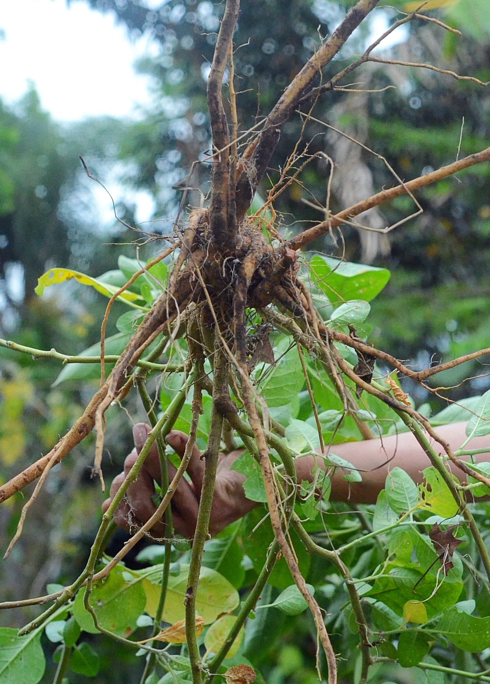 Ashwagandha (Withania somnifera) - Tampa Home & Garden Store