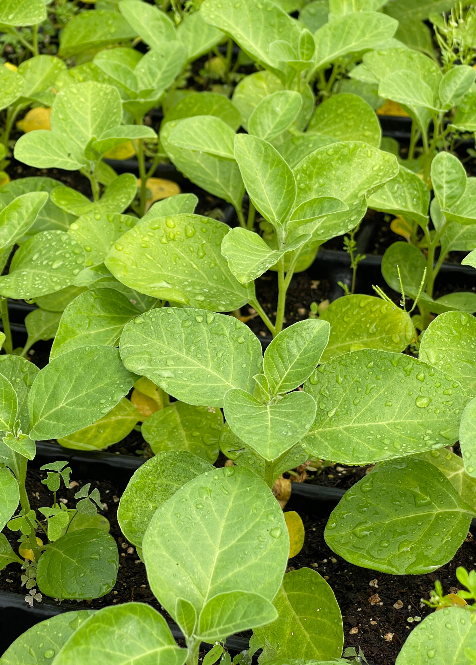 Ashwagandha (Withania somnifera) - Tampa Home & Garden Store
