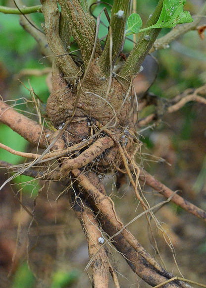 Ashwagandha (Withania somnifera) - Tampa Home & Garden Store