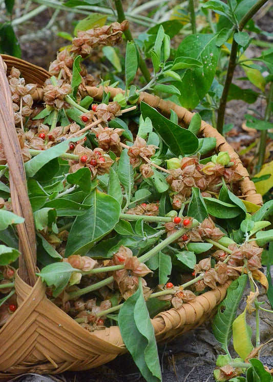 Ashwagandha (Withania somnifera) - Tampa Home & Garden Store