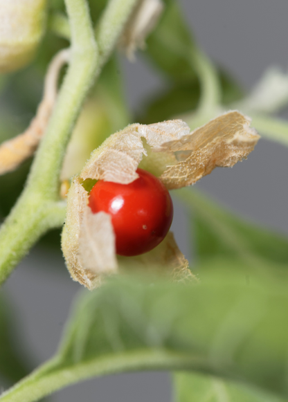 Ashwagandha (Withania somnifera) - Tampa Home & Garden Store