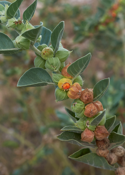 Ashwagandha (Withania somnifera) - Tampa Home & Garden Store