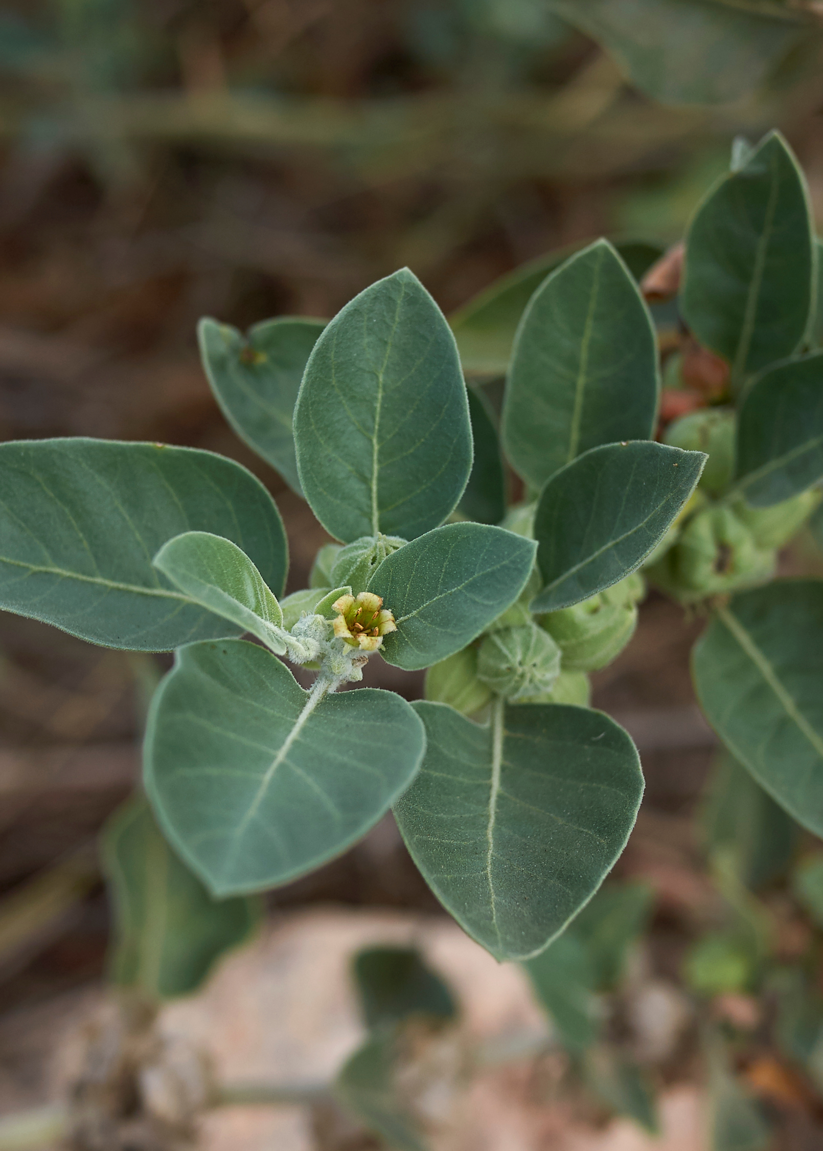 Ashwagandha (Withania somnifera) - Tampa Home & Garden Store