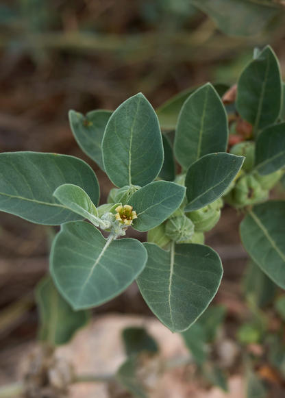 Ashwagandha (Withania somnifera) - Tampa Home & Garden Store