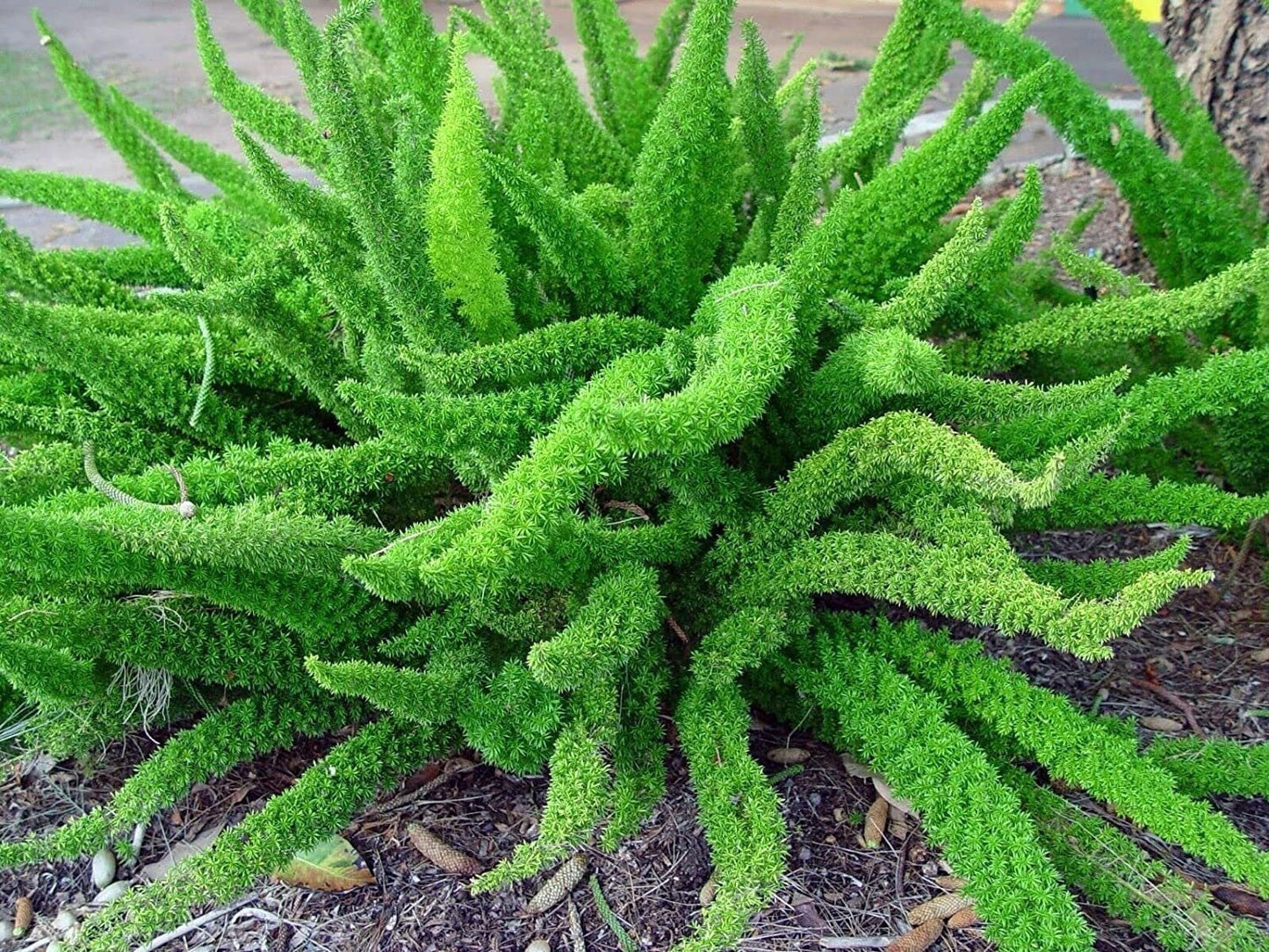 Asparagus Densiflorus Sprengeri - 20 Seeds - Foxtail Fern Seeds - Tampa Home & Garden Store