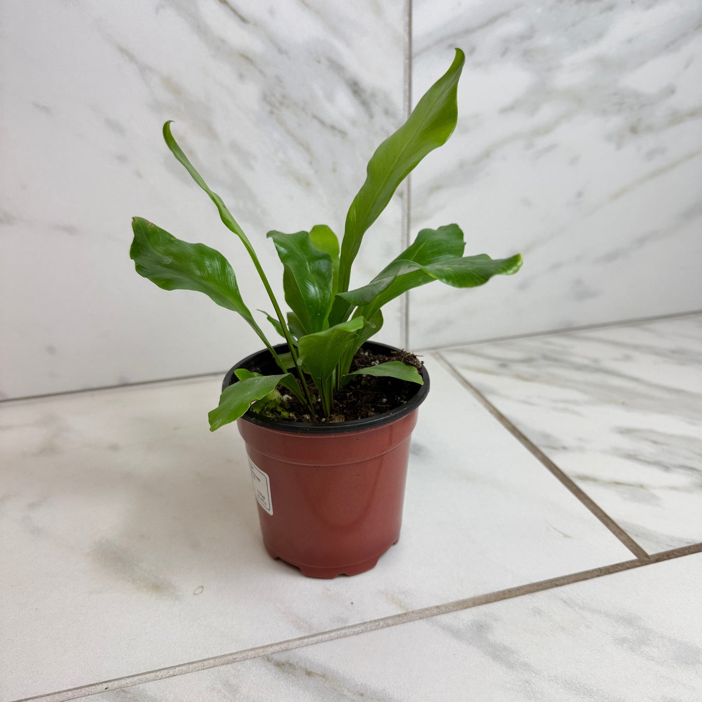 Asplenium Nidus Bird's Nest Fern, 4" Plant - Tampa Home & Garden Store