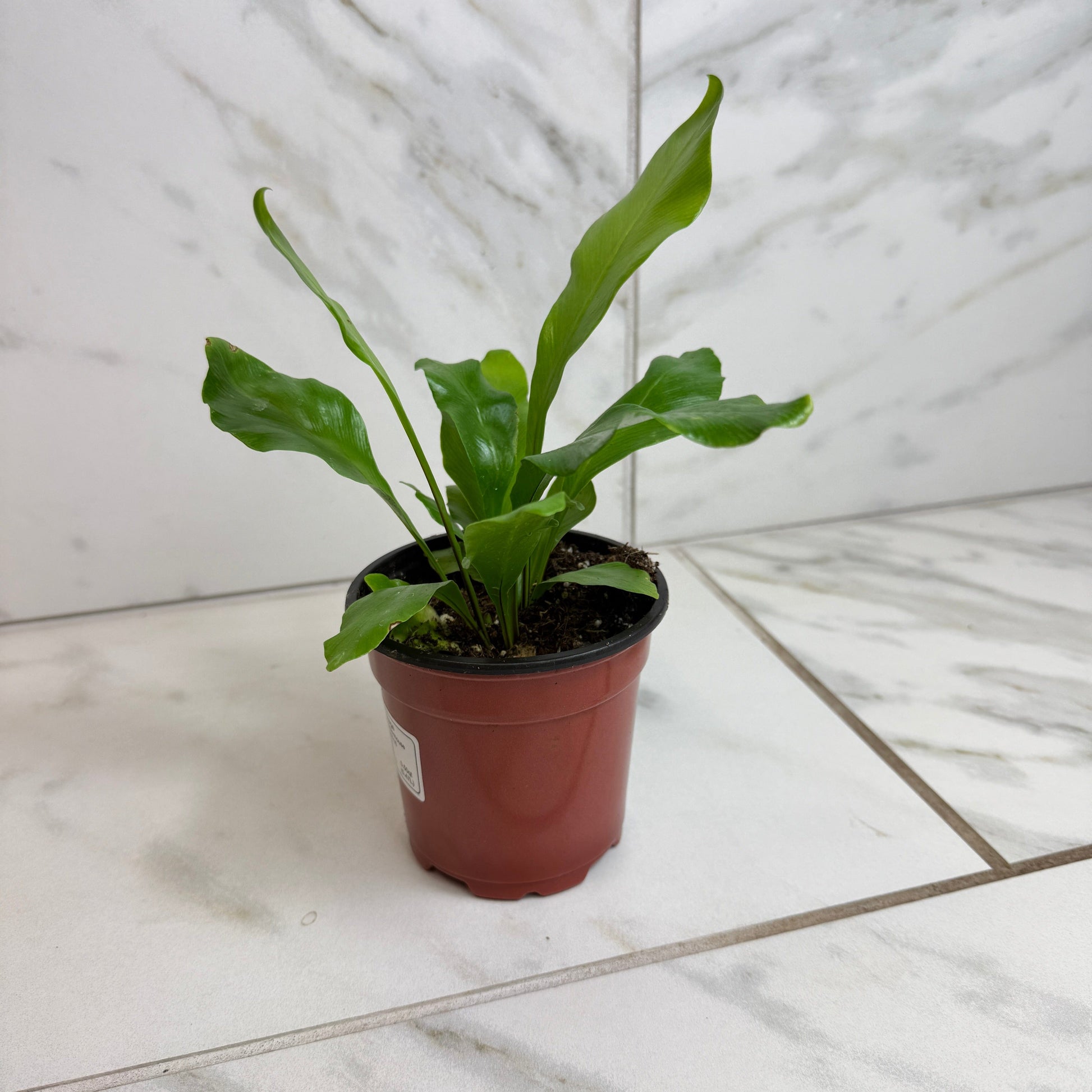 Asplenium Nidus Bird's Nest Fern, 4" Plant - Tampa Home & Garden Store