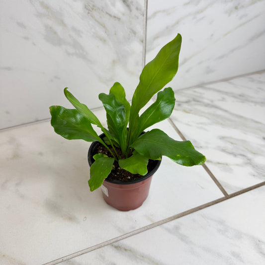 Asplenium Nidus Bird's Nest Fern, 4" Plant - Tampa Home & Garden Store