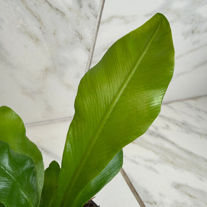 Asplenium Nidus Bird's Nest Fern, 4" Plant - Tampa Home & Garden Store