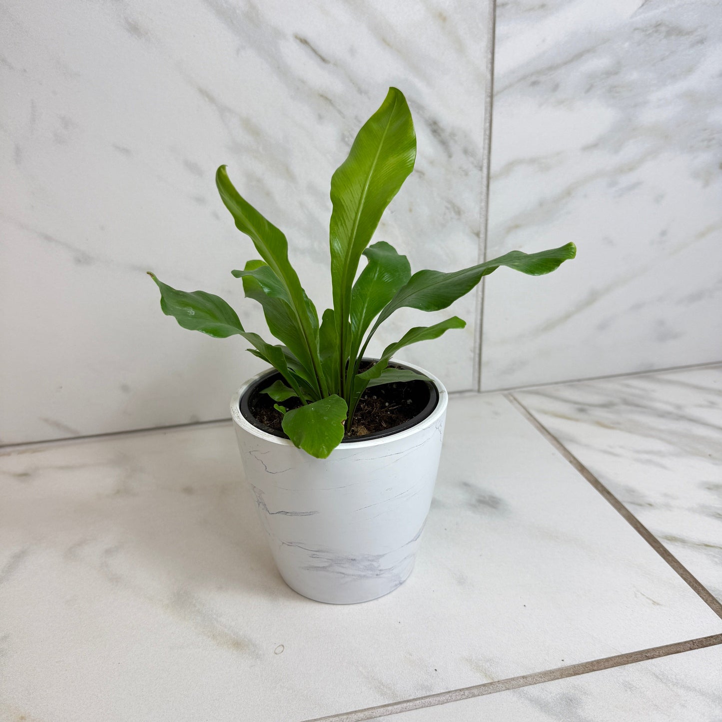 Asplenium Nidus Bird's Nest Fern, 4" Plant - Tampa Home & Garden Store