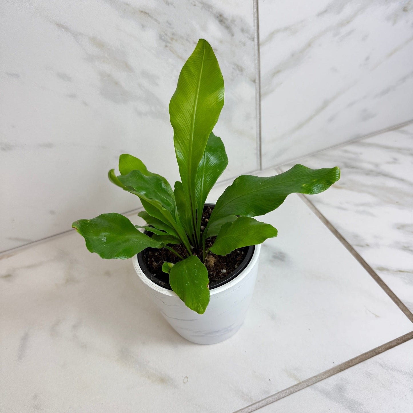 Asplenium Nidus Bird's Nest Fern, 4" Plant - Tampa Home & Garden Store