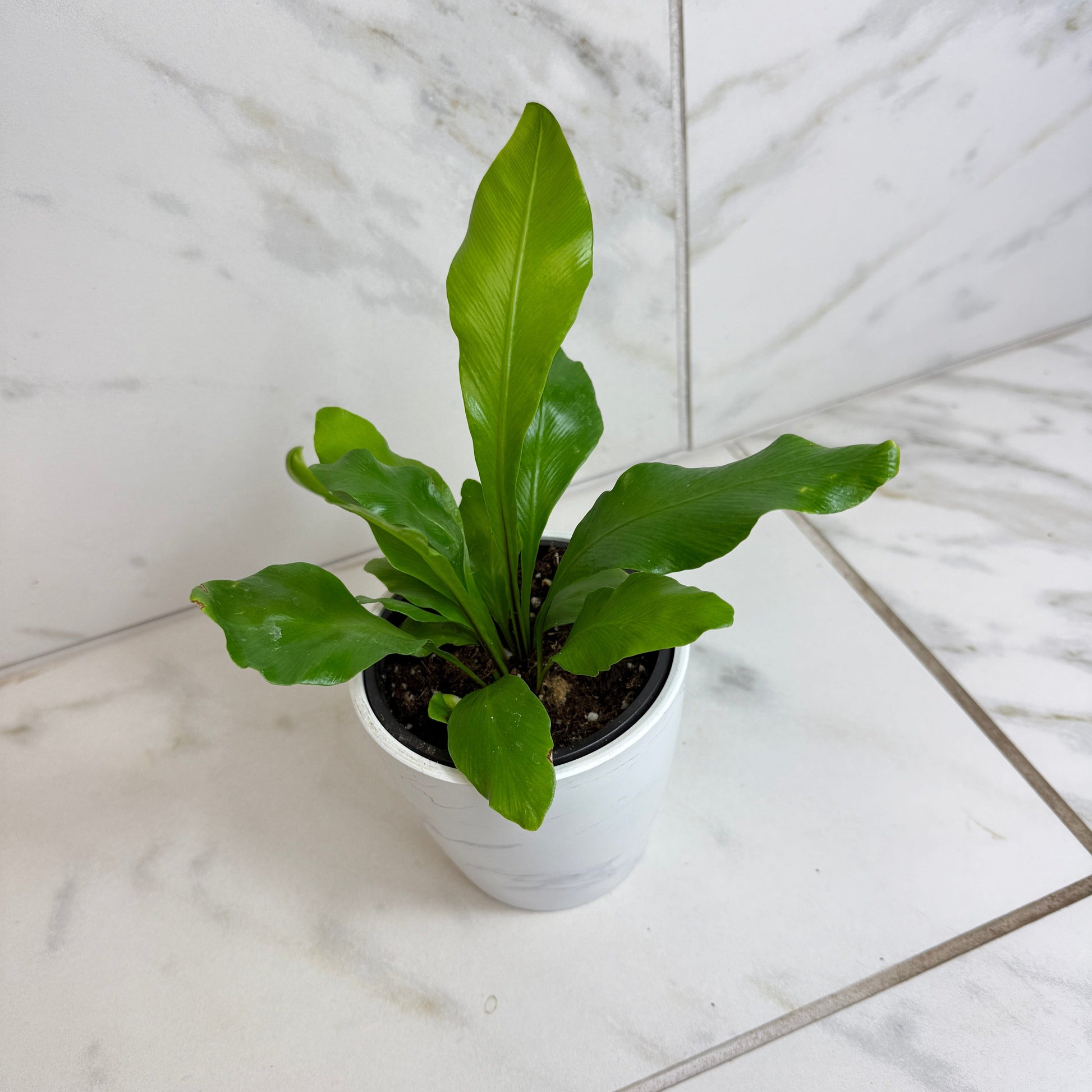 Asplenium Nidus Bird's Nest Fern, 4" Plant - Tampa Home & Garden Store