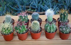Assorted Cactus - Tampa Home & Garden Store