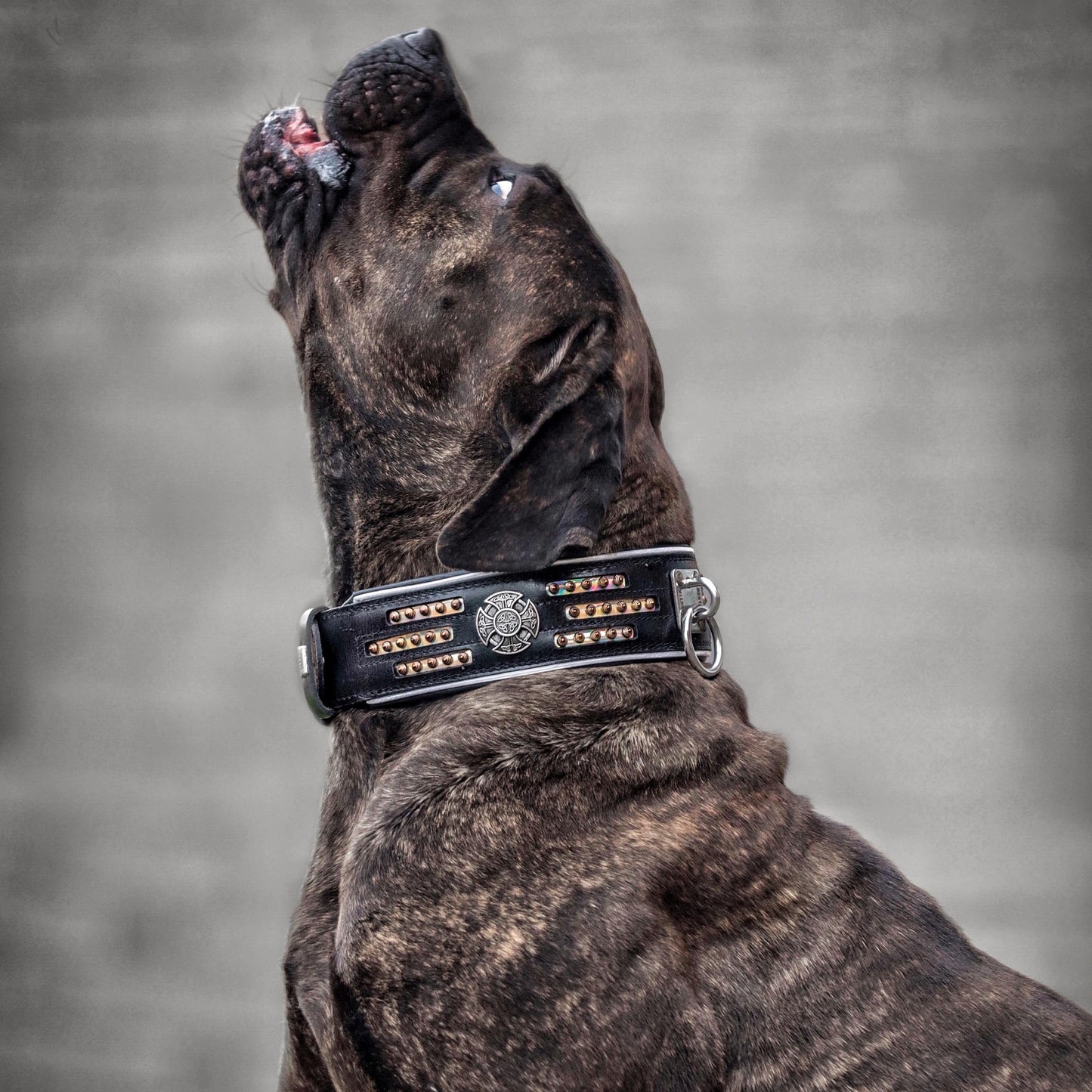 Atlantis Collar - Tampa Home & Garden Store