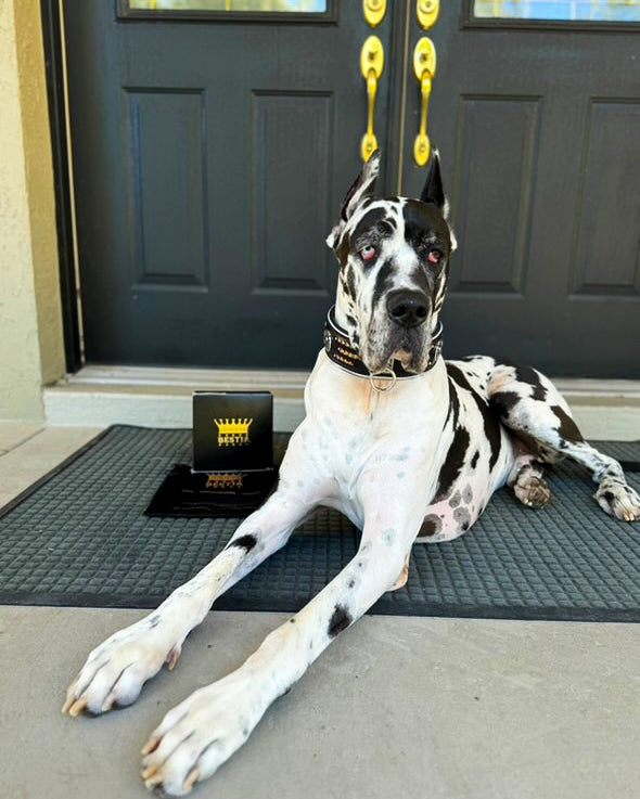 Atlantis Collar - Tampa Home & Garden Store