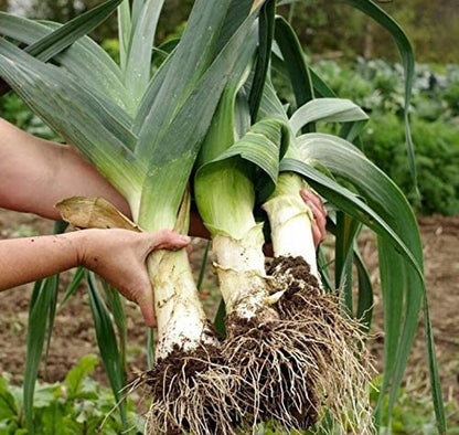 Autumn Giant Leek Onion - 300 Seeds - Tampa Home & Garden Store
