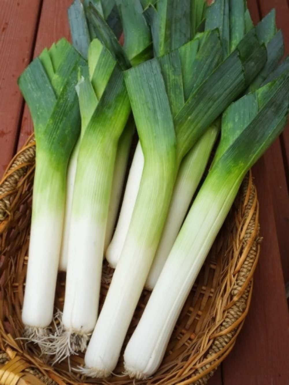 Autumn Giant Leek Onion - 300 Seeds - Tampa Home & Garden Store