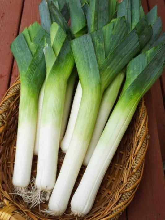 Autumn Giant Leek Onion - 300 Seeds - Tampa Home & Garden Store