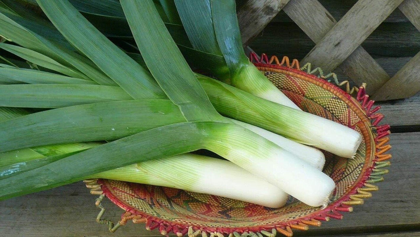 Autumn Giant Leek Onion - 300 Seeds - Tampa Home & Garden Store